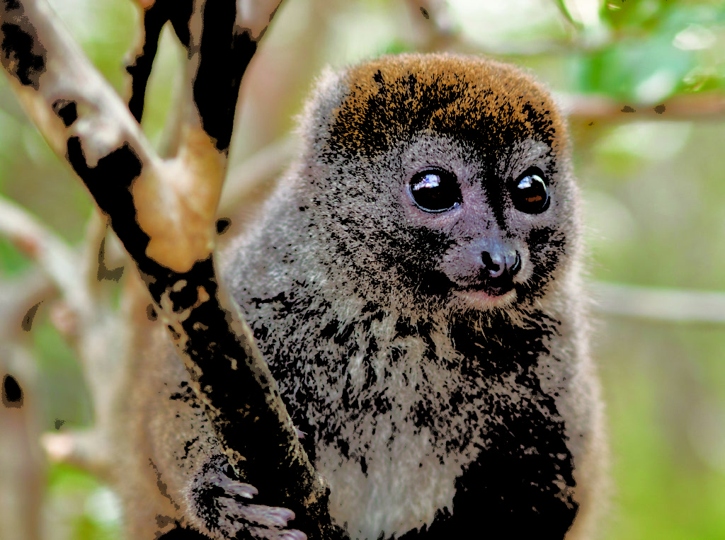 The Alaotran gentle lemur is one of the many species benefitting from the protection of the community patrols 
