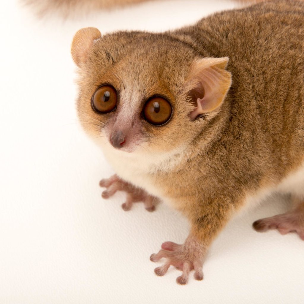 A red-and-grey mouse lemur; dwarf and mouse lemurs are nocturnal, they shelter in nests or tree holes during the day 
