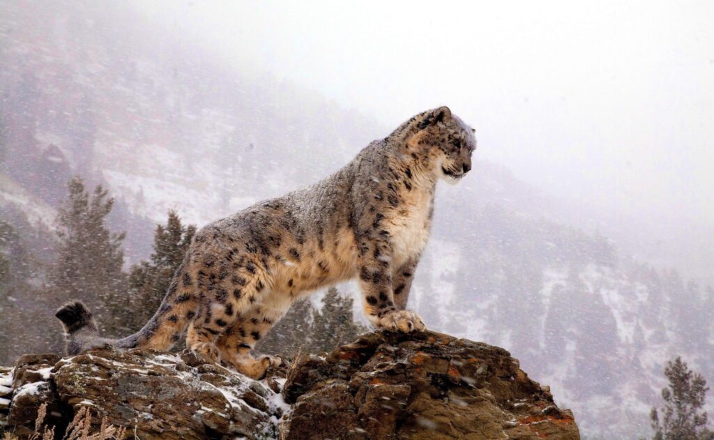 Snow Leopard 