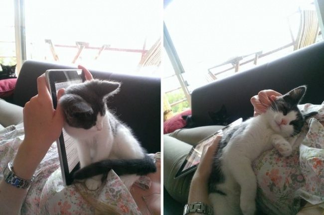 overly-attached-animals-4