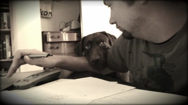 overly-attached-animals-7