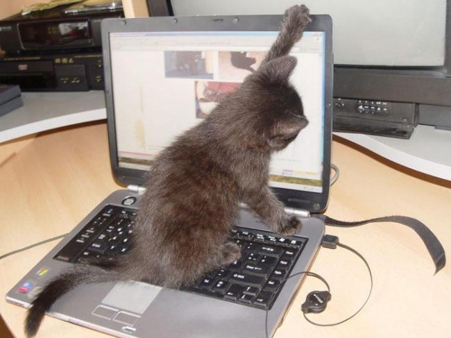 overly-attached-animals-9