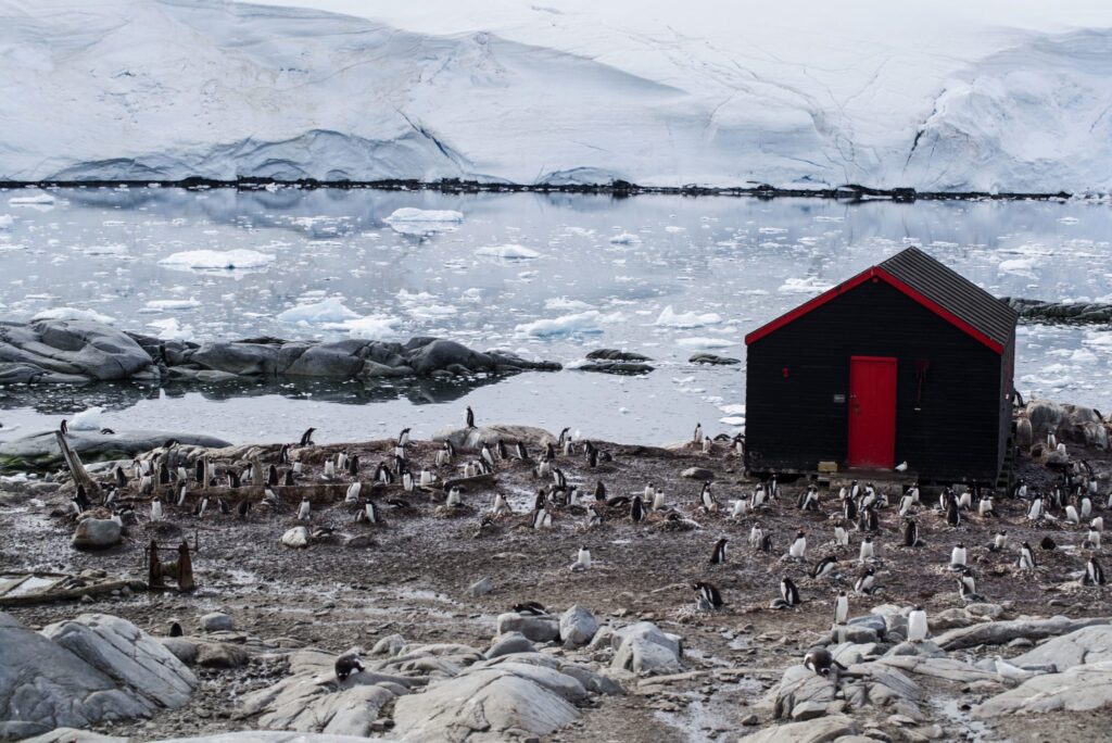 Penguins at Port Lockroy