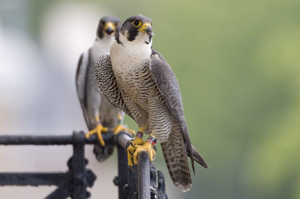 The true love of peregrine falcons is unstoppable