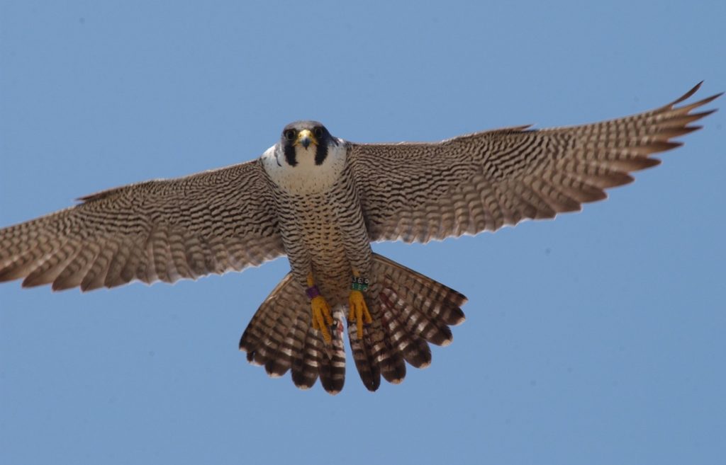 Female peregrines can be up to 20 per cent larger than males