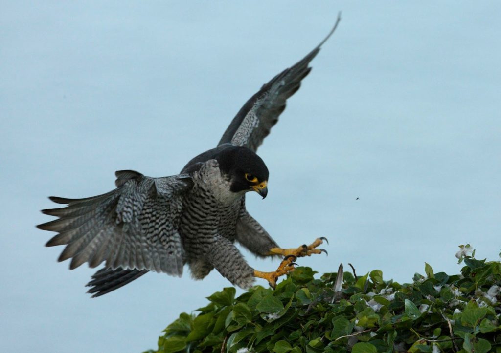 peregrine