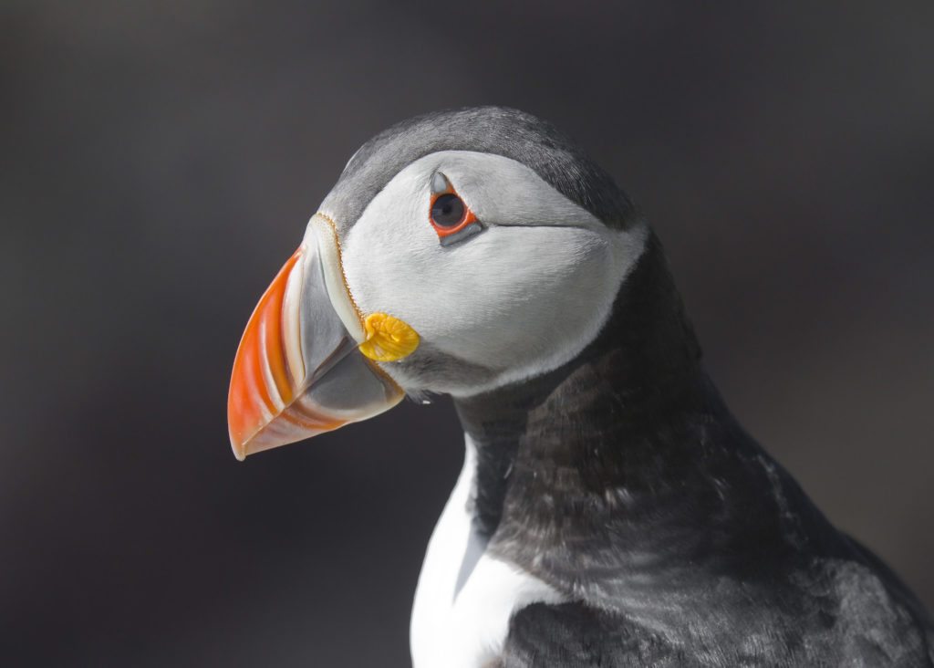 Say hello to colourful puffins, Isle of Westray