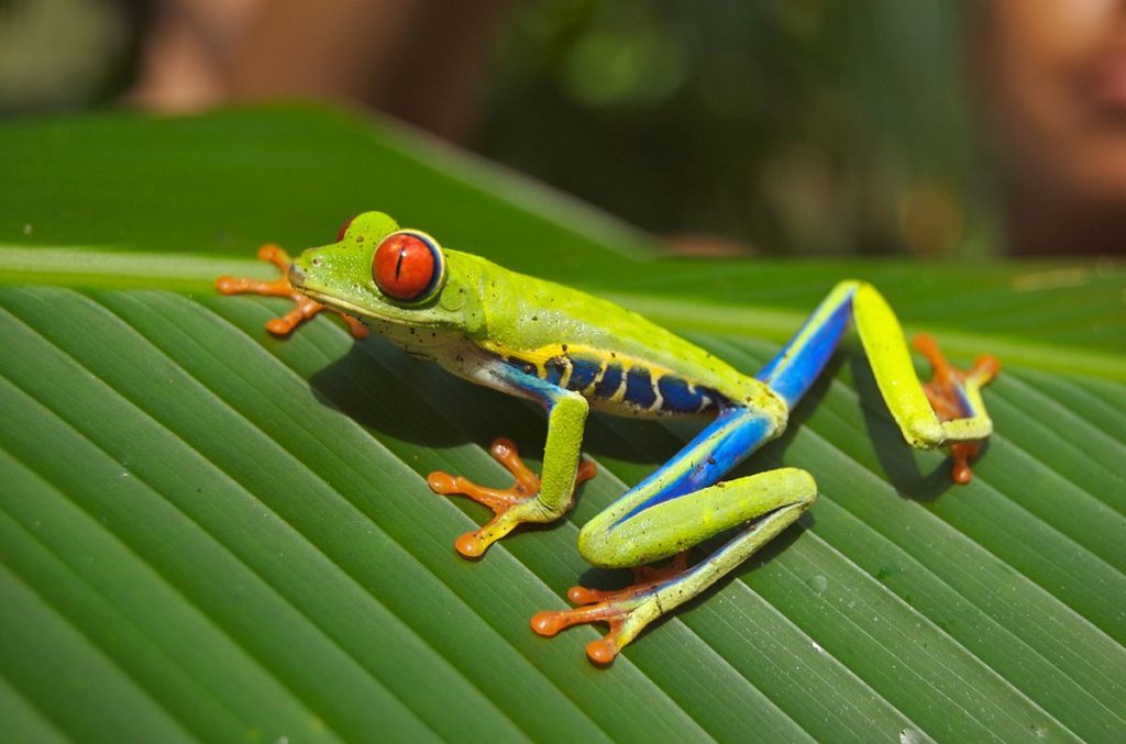 An encounter with the red-eyed tree frog is truly unforgettable