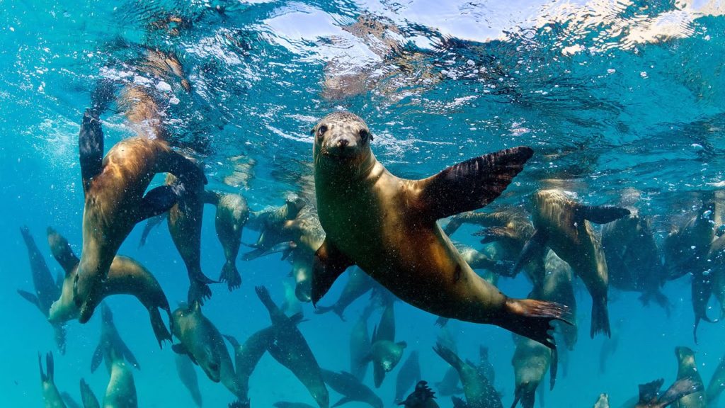 The domoic acid produced by marine algae has been found to have long-term effects on California sealions’ memory and navigation