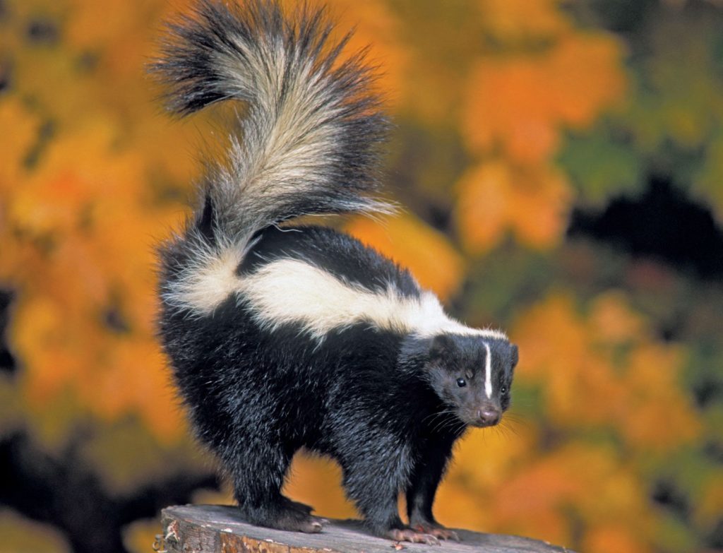skunk