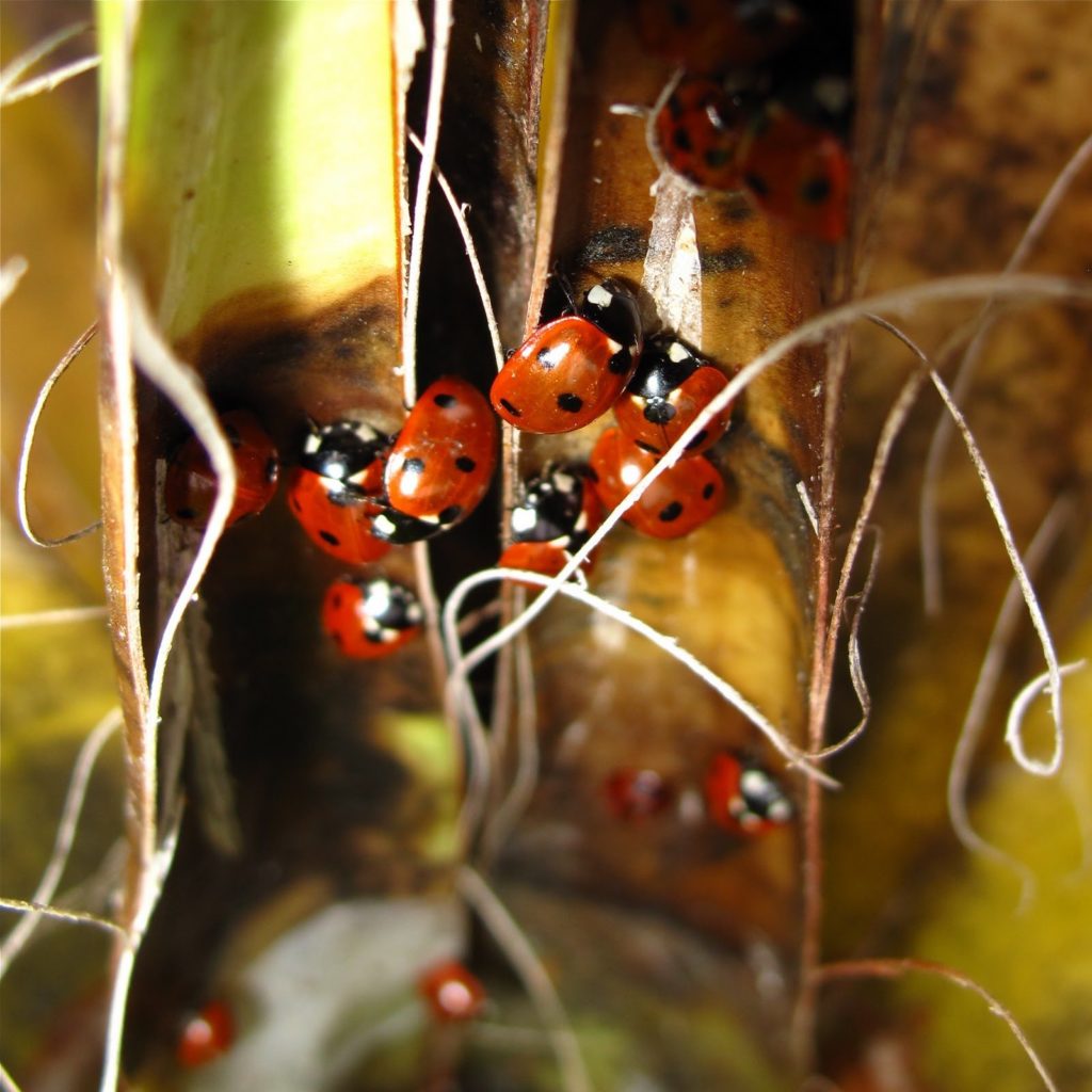 A huddle of sleepy 7-spots 