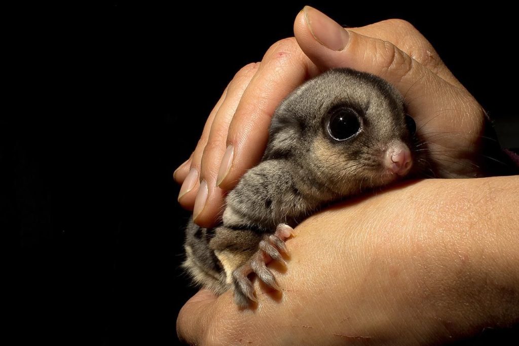 sugar-glider