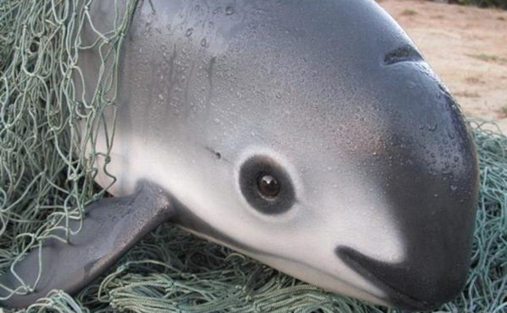 Vaquitas are caught as bycatch in nets set for totoabas