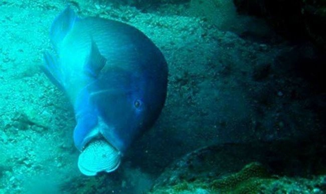 touching-stories-about-animals-10