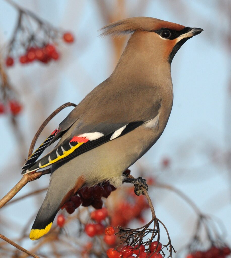 The species is named for the waxy red ‘blobs’ on its secondary feathers
