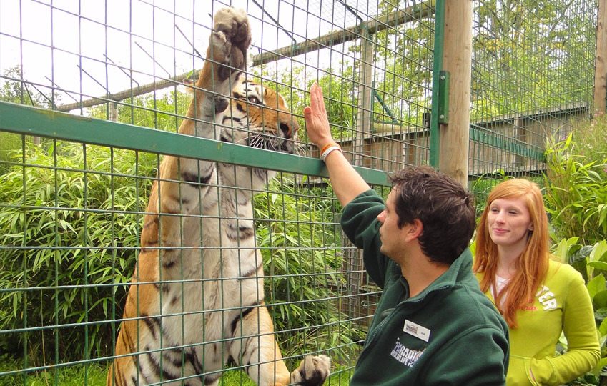 Paradise Wildlife Park is Europe’s leading zoo for Wild Animal Experiences 