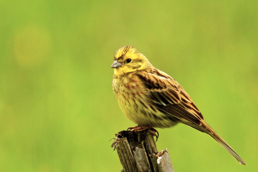 yellowhammer