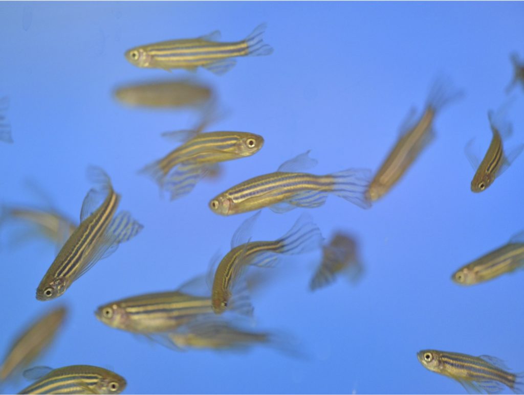 The researchers found that fish have feelings too