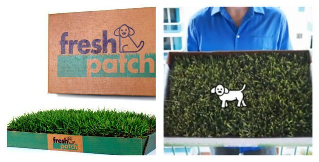 11-brilliant-products-for-your-pets