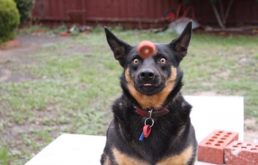 12-funny-animal-photos-taken-better-hilarious