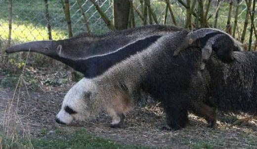 14-funny-animal-photos-taken-better-hilarious