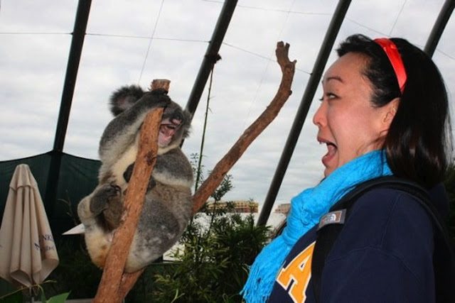 15-funny-animal-photos-taken-better-hilarious