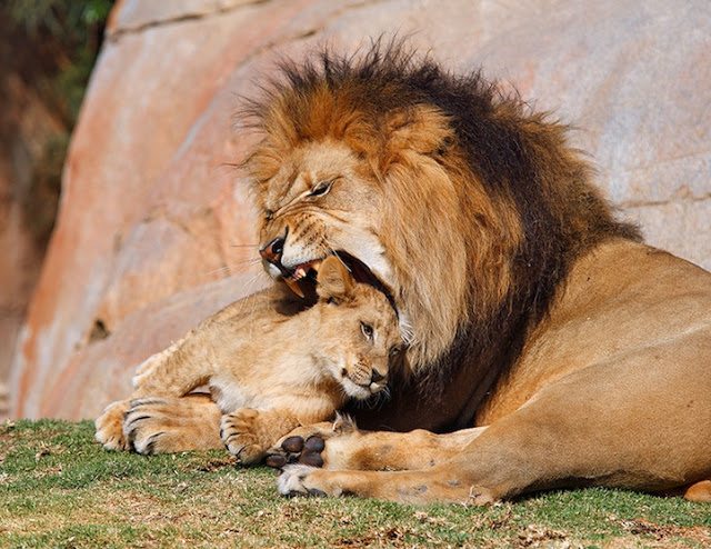 16-funny-animal-photos-taken-better-hilarious