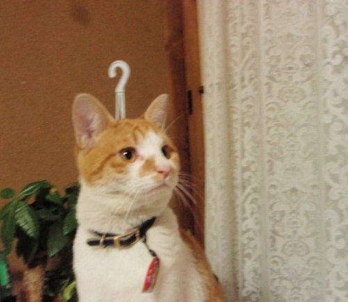 17-funny-animal-photos-taken-better-hilarious