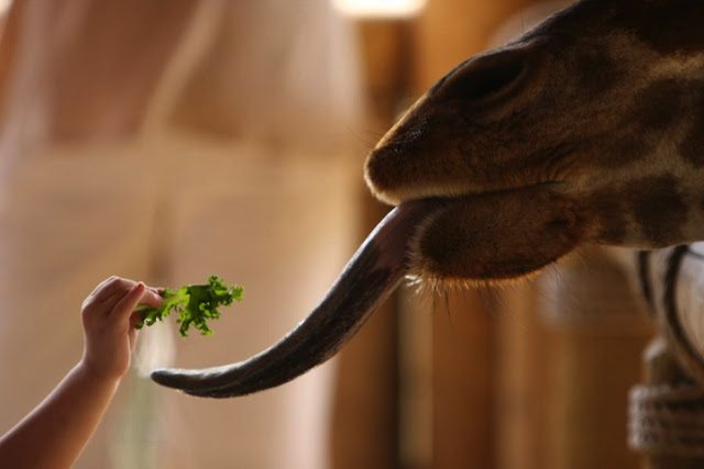 3-funny-animal-photos-taken-better-hilarious