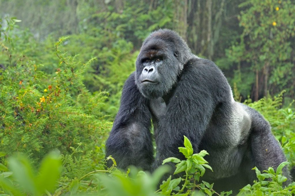 Mountain Gorilla (Gorilla beringei) silverback in Susa group, Rwanda