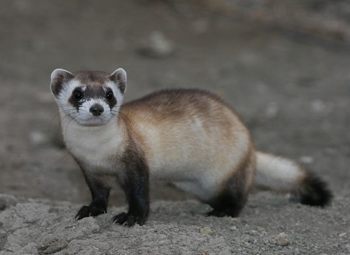5-black-footed-ferret