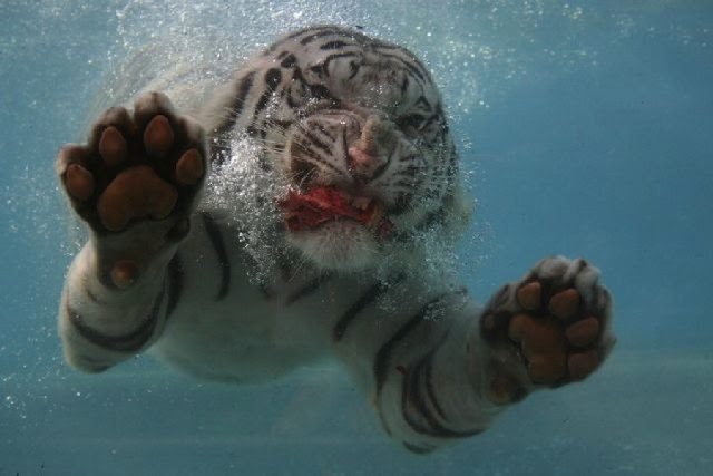 5-funny-animal-photos-taken-better-hilarious