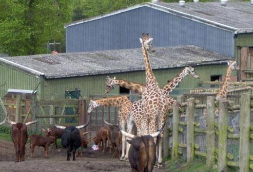 6-funny-animal-photos-taken-better-hilarious