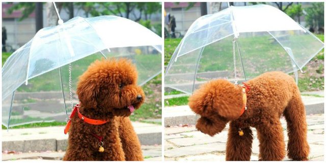 7-brilliant-products-for-your-pets