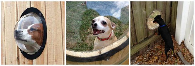 8-brilliant-products-for-your-pets