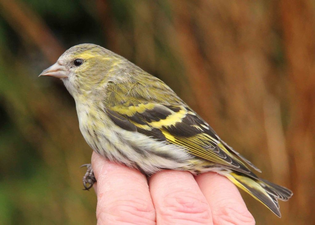 Begian-Siskin