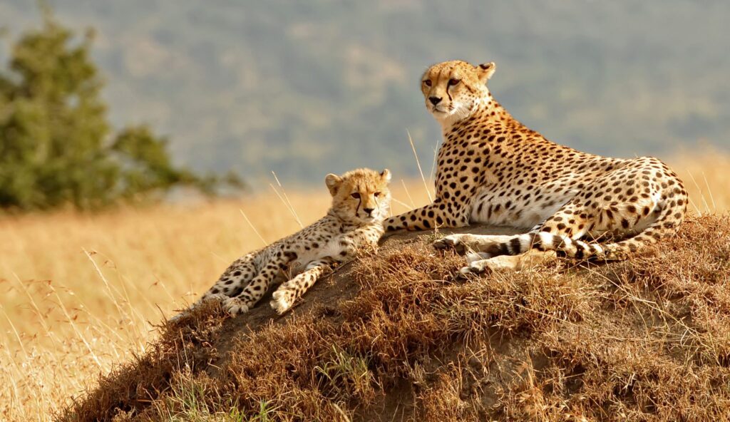 Cheetahs may be more vulnerable than other predators because 77 per cent of their habitat is outside of a protected area