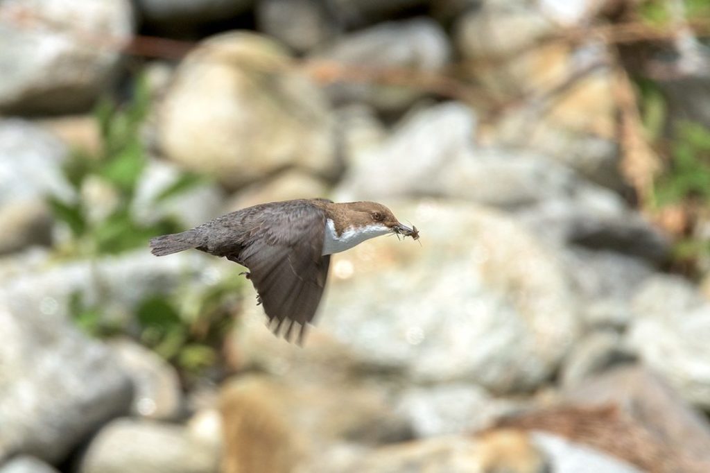 A dipper flies to its nest