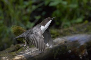 Koskikara 1345 (Cinclus cinclus) Dipper Kuusamo Finland June 2009