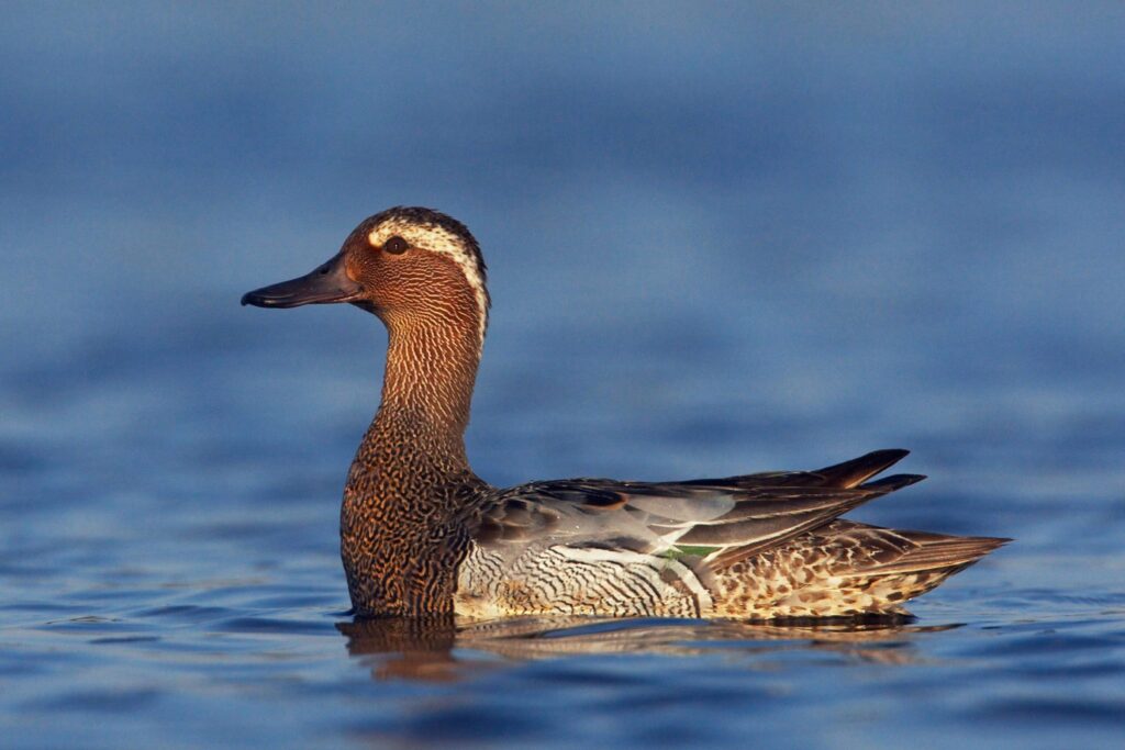Garganey