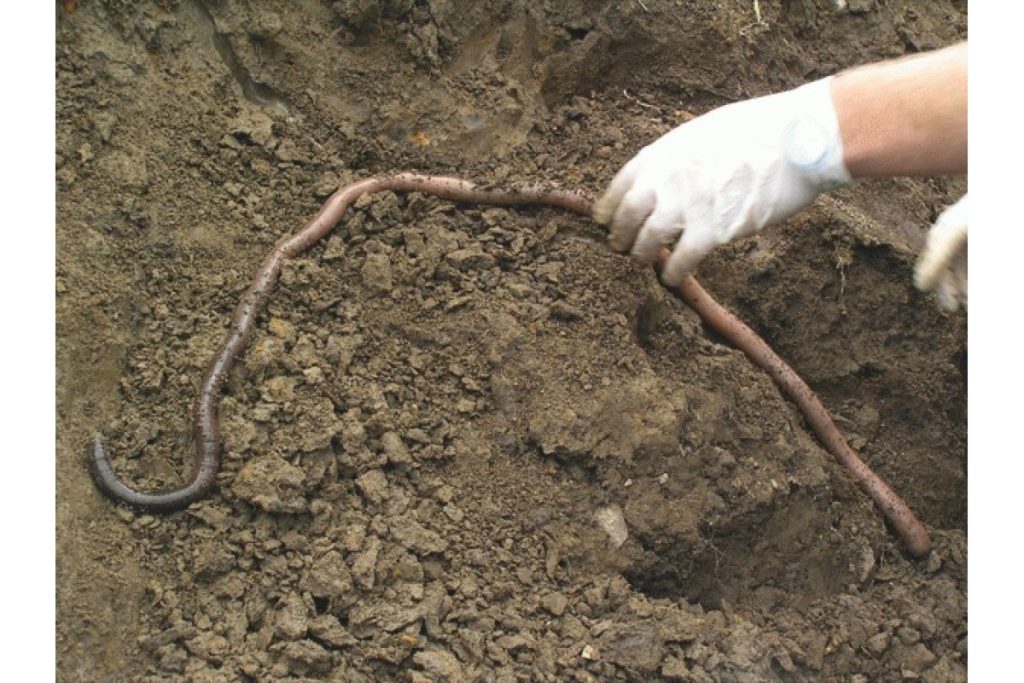 Surveyors found the great Gippsland earthworm in the 1870s and thought it was a snake