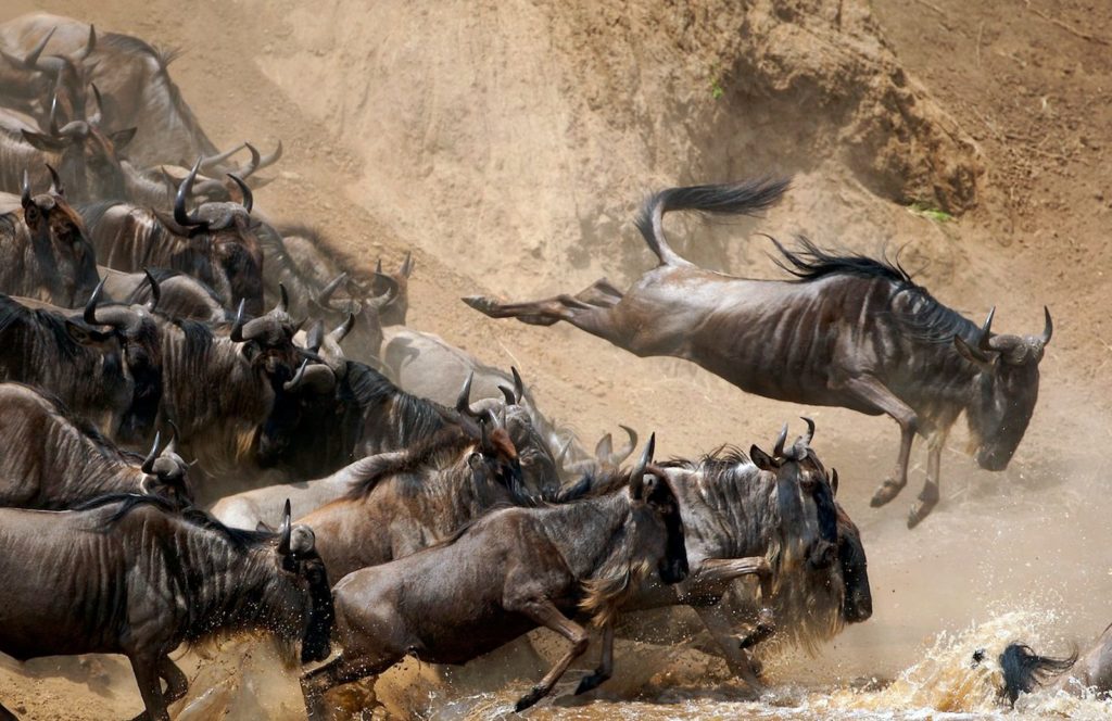 The wildebeest migration, Kenia
