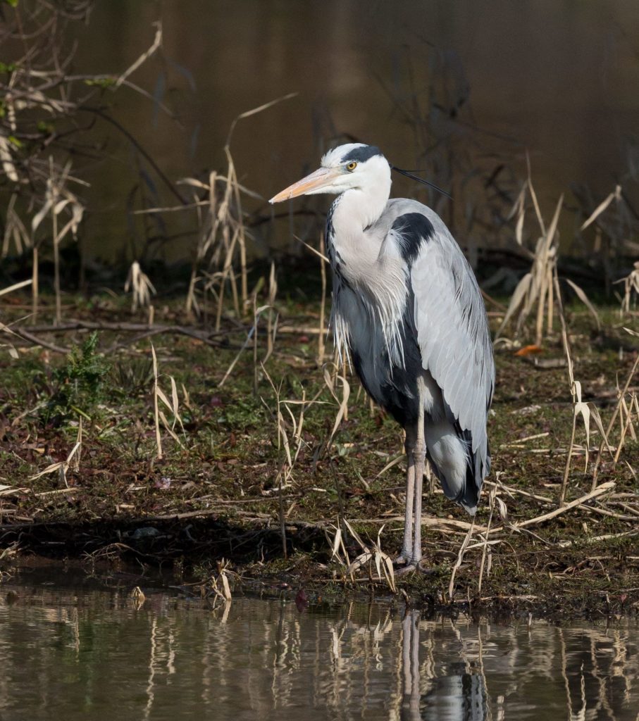 Grey-Heron