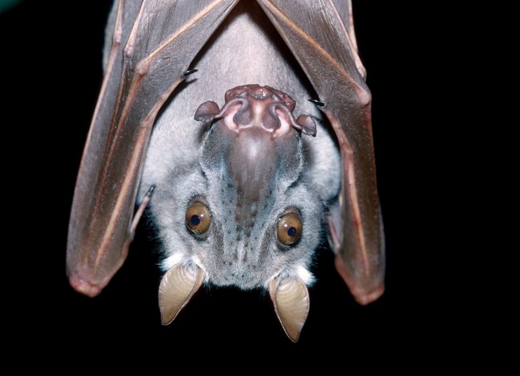 Hammer-headed fruit bats gather in their hundreds to find a mate 
