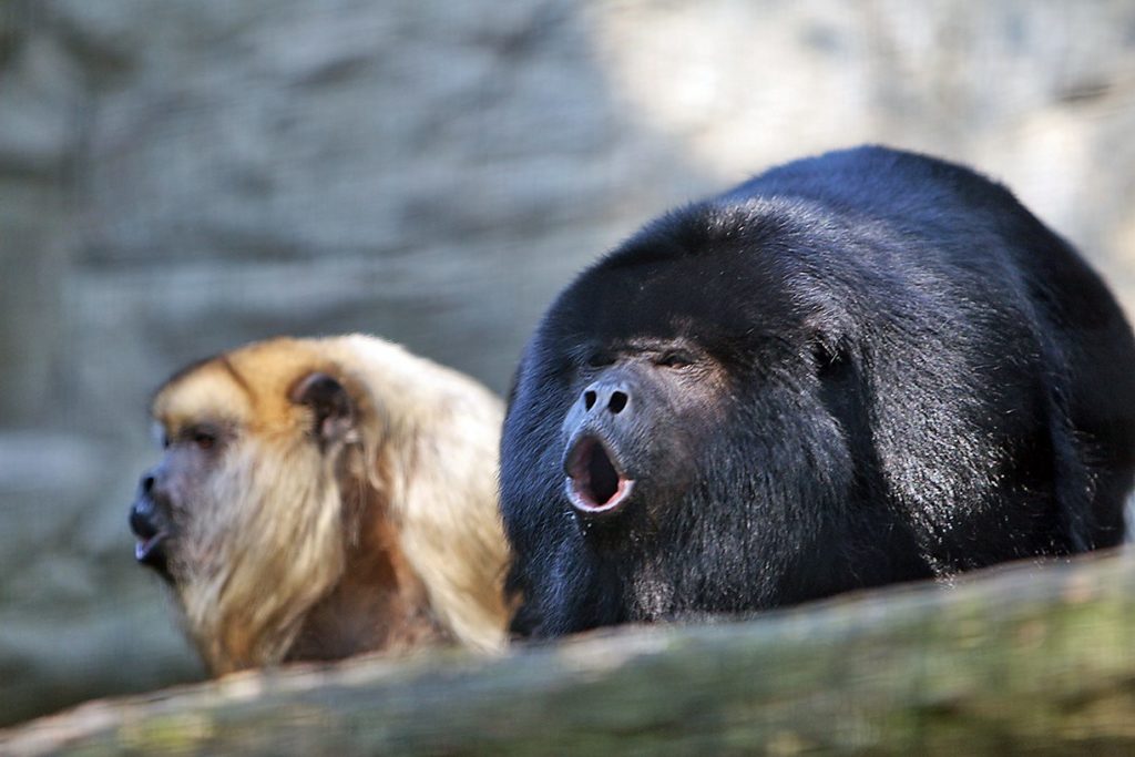 Howling howler monkeys