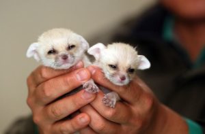 Newborn-fennec-fox