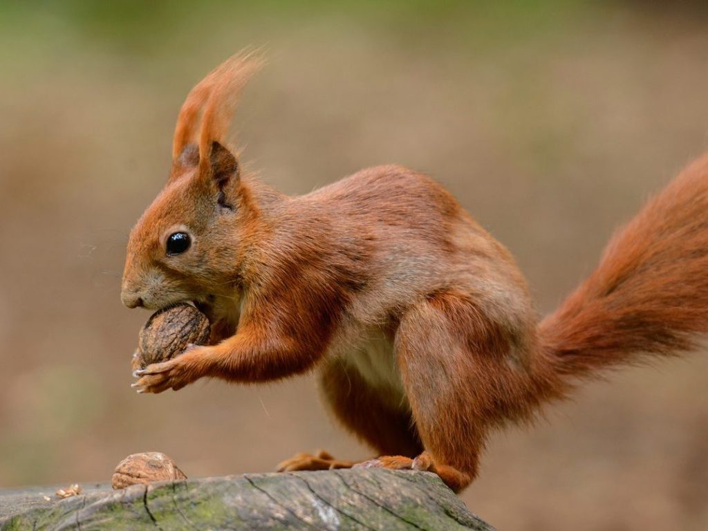 Red-Squirrel