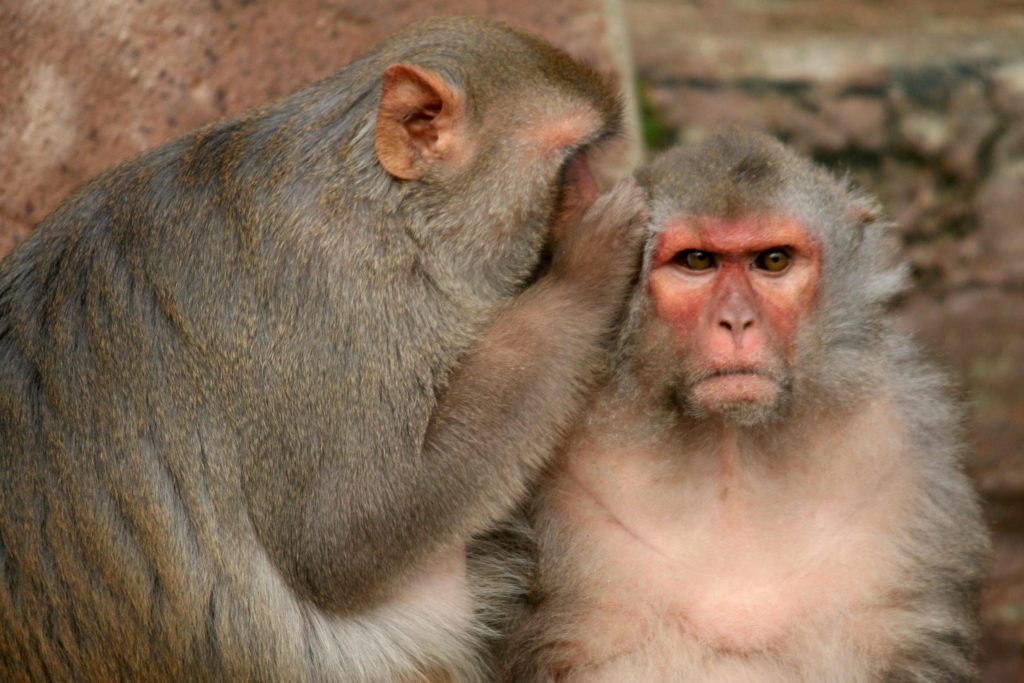 Rhesus-macaques