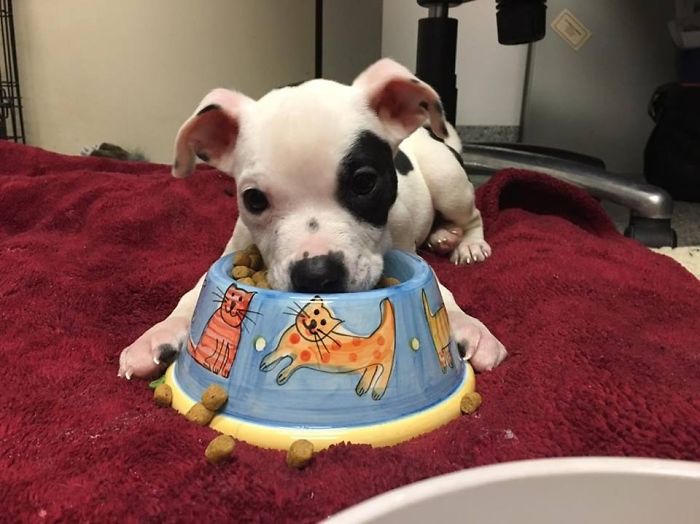 abandoned-brain-disorder-dog-3