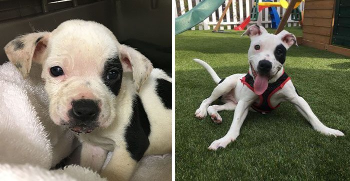 abandoned-brain-disorder-dog-6